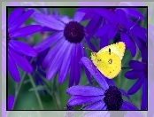 Kwiaty, Motyl, Fioletowe, Żółty