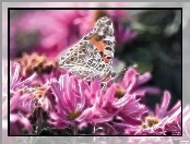 Fractalius, Kwiaty, Motyl
