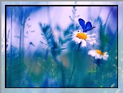 Modraszek, Kwiaty, Źdźbła, Niebieski, Motyl, Trawy, Margerytka