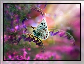 Kwiaty, Motyl, Modraszek ikar