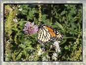 Monarch, Kwiat, Motyl