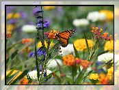 Kwiaty, Kolorowe, Danaid wędrowny, Motyl, Monarcha