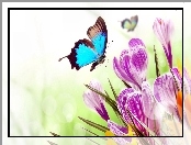 Motyl, Kwiaty, Krokusy