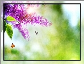 Motyle, Kwiaty, Bzu
