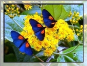 Kwiaty, Motyle, Żółte, Niebieskie