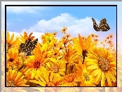 Kwiaty, Niebo, Żółte, Motyle
