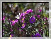 Motyl, Bielinek, Kwiaty, Purpurowe, Astry