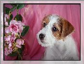 Kwiaty, Szczeniak, Jack Russell terrier
