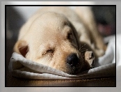 Labrador retriever, Śpiący, Szczeniak