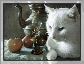 Lampa, Dzbanek, Biały, Kot, Jabłko