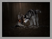 Lampa naftowa, Pies, Siberian husky