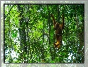 Orangutan, Las, Borneo, Tropikalny