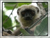 Listki, Lemur