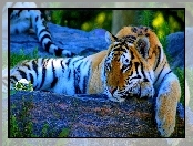 Odpoczynek, Leniwy, Tygrys