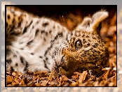 Lecy, Dziki kot jaguar