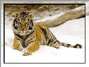 Śnieg, Leżący, Tygrys