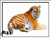Leżący, Tygrys