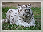 Tygrys, Leżący, Biały