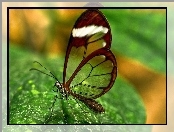 Liść, Motyl