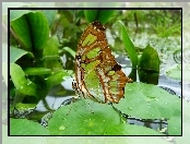Liście, Malachitowy Motyl, Woda