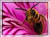Macro, Pszczoła, Różowego, Kielich, Kwiatu