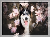 Magnolie, Kwiaty, Siberian husky, Pies, Mordka