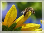 Makro, Kwiatu, Żółte, Pszczoły, Płatki