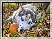 Siberian Husky, Błękitne, Oczy