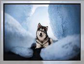 Spojrzenie, Pies, Alaskan malamute