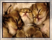 Małe, Kotki, Trzy, Śpiące