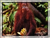Banany, Małpa, Orangutan