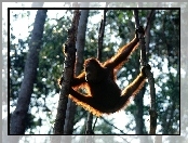 drzewa, Małpa, orangutan