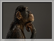 Małpa, Profil, Zamyślona, Szympans