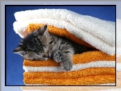 Mały, Ręczniki, Śpiący, Kotek