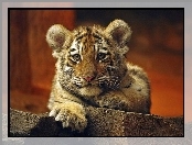 Mały, Tygrysek