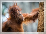 Mody, Orangutan