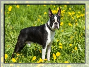 Mniszek, Czarno-biały, Boston terrier