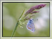 Motyl, Modraszek ikar, Roślina, Kwiat