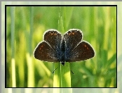 Motyl, Modraszek agestis