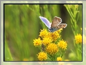 Modraszek, Kwiaty, Motyl, Owad