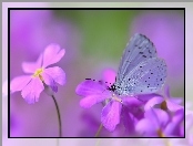 Modraszek wieszczek, Makro, Motyl, Kwiaty