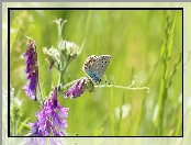 Modraszek ikar, Wyka, Motyl, Kwiat