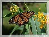 Monarch, Kwiaty, Motyl, Liście