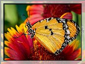 Monarcha złocisty, Makro, Motyl, Kwiat