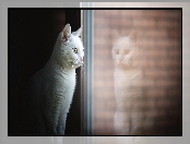 Mordka, Kot, Odbicie, Okno, Biały, Spojrzenie