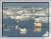 Niedźwiedź, Morze, Lód