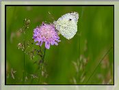 Bielinek rzepnik, Kwiaty, Motyl