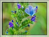 Motyl, Roślina, Błękitny, Kwitnąca