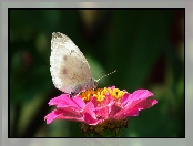 Cynia, Motyl, Kwiat