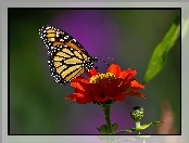 Monarcha, Cynia, Motyl, Kwiatek